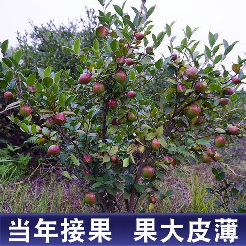 50棵长林高产嫁接油茶苗茶子树大杯苗南方种植油茶树苗当年结大果