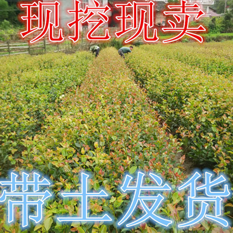 10棵产嫁接油茶苗长林茶子树大杯苗南方种植油茶树苗当年结大果
