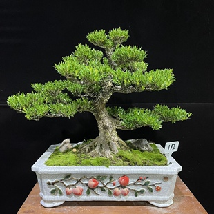 广东皱皮雀舌黄杨盆景精品黄杨好养易活可室内外摆放 一物一拍