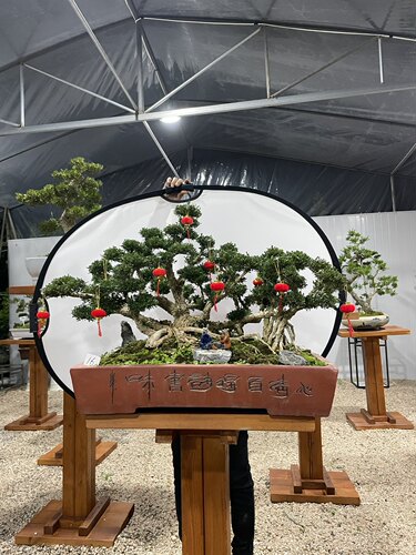 广东皱皮雀舌黄杨一本丛林桩