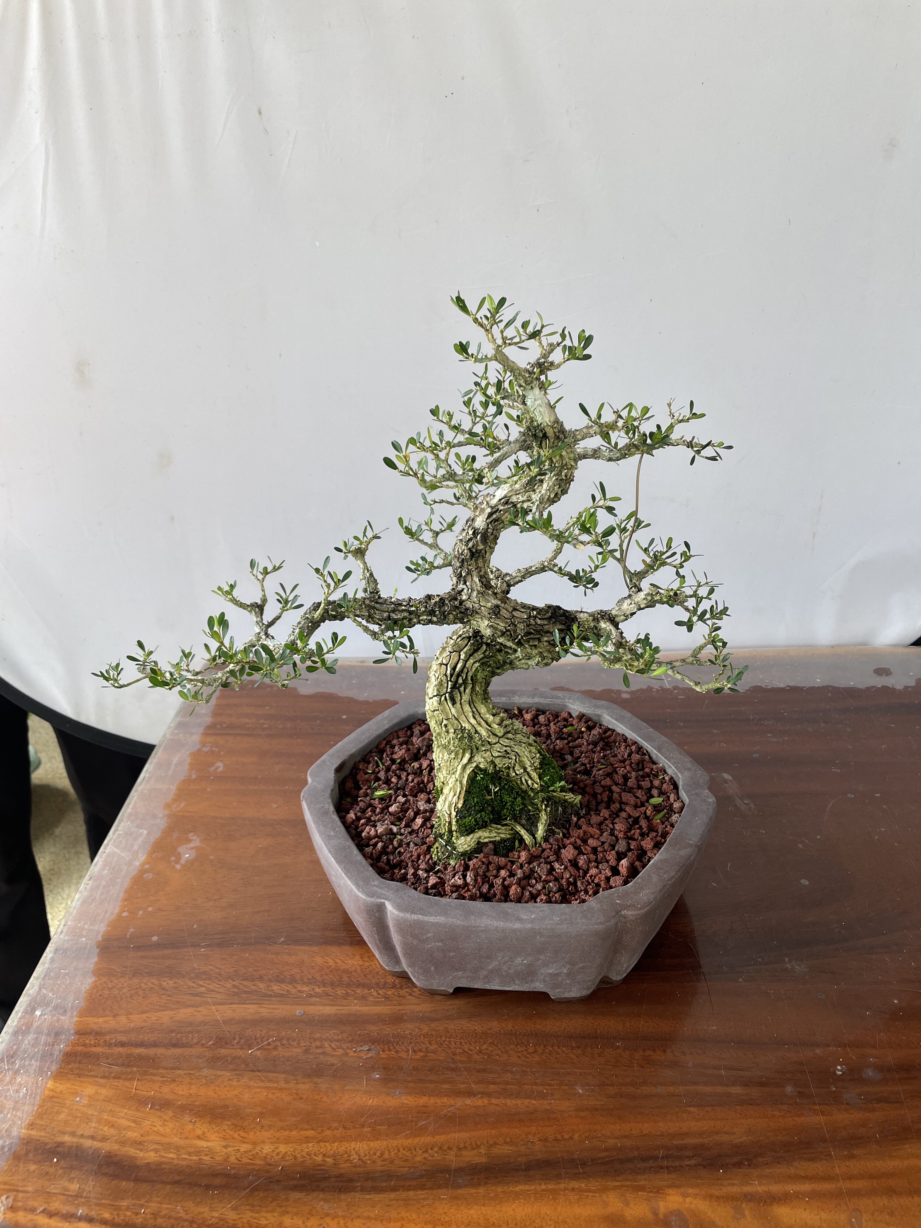 广东皱皮雀舌黄杨岭南手法游龙精品矮霸老桩 年功黄杨盆景剪枝,鲜花速递/花卉仿真/绿植园艺,造型盆景,淘宝优惠券,粉丝福利购,淘宝优惠卷