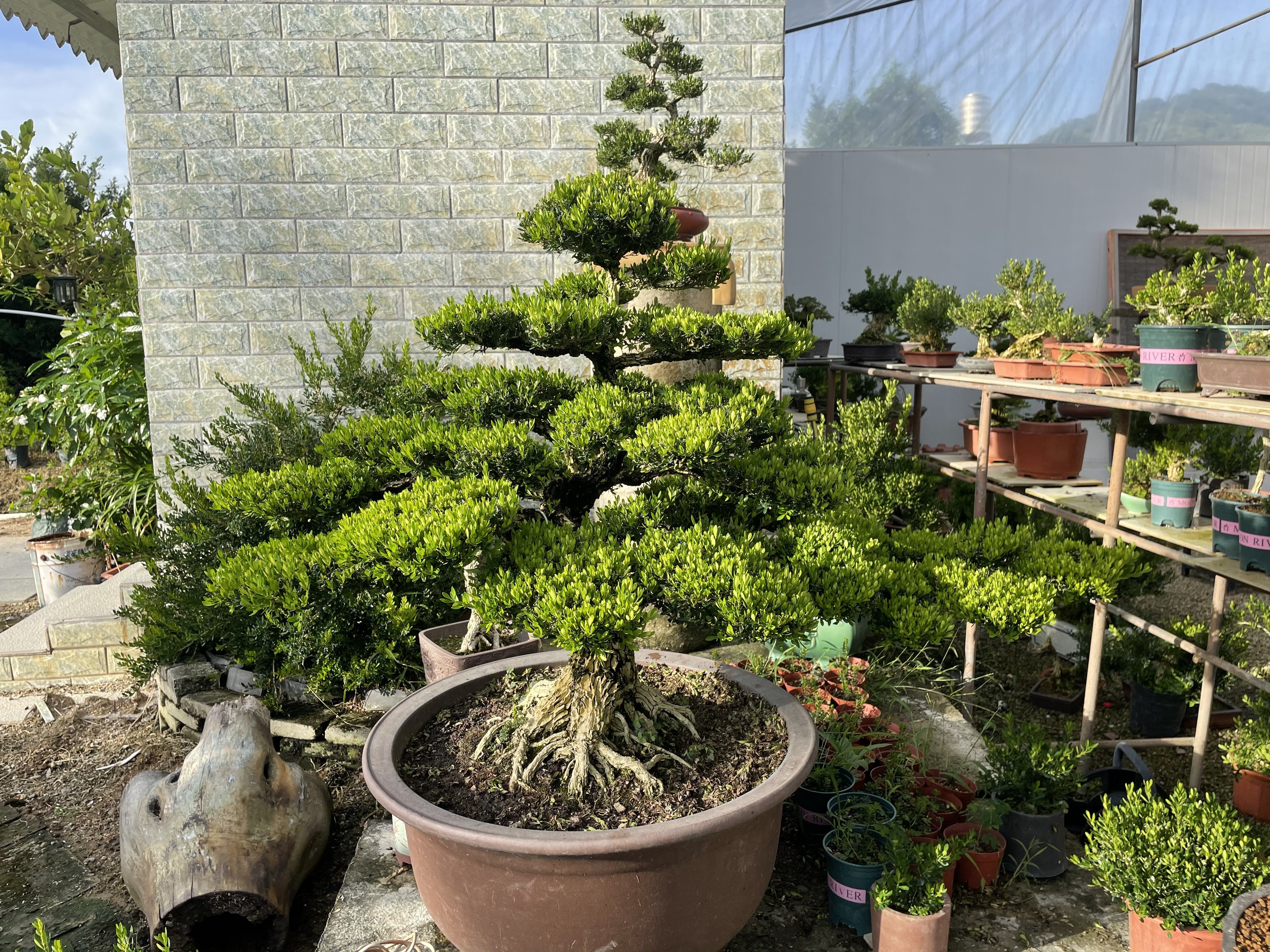 广东皱皮雀舌黄杨迎客老桩精品八方提根黄杨可室内外摆放庭院植物,鲜花速递/花卉仿真/绿植园艺,造型盆景,淘宝优惠券,粉丝福利购,淘宝优惠卷