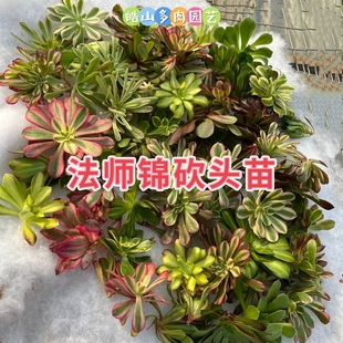 多肉植物法师砍头苗无根苗美杜莎粉女巫室内阳台迷你绿植盆栽包邮