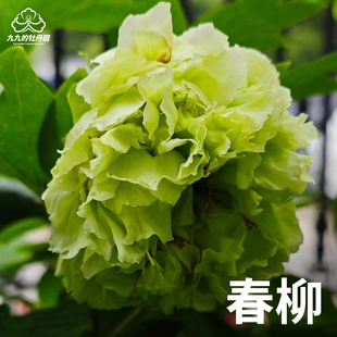 春柳-重瓣大花牡丹花苗盆栽正宗洛阳牡丹大苗室内阳台庭院花卉