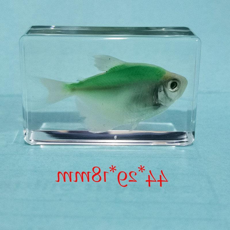 真实热带鱼树脂标本透明琥珀观赏鱼树脂儿童科教认知玩具收藏礼物