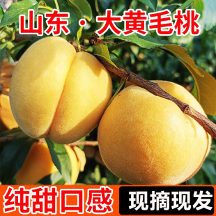 桃子新鲜黄桃水果新鲜当季现摘整箱应季水果非锦绣炎陵山东黄金桃