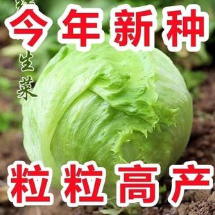 结球生菜奶油圆生菜西餐汉堡火锅用包心沙拉新鲜蔬菜圆西生菜种子