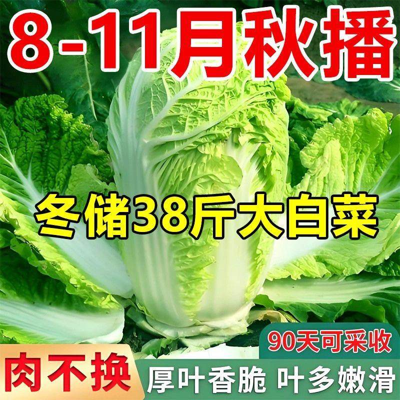 秋冬储38斤大白菜种子特大包心白菜种孑耐寒四季夏播高产蔬菜种,鲜花速递/花卉仿真/绿植园艺,家庭园艺种子,淘宝优惠券,粉丝福利购,淘宝优惠卷
