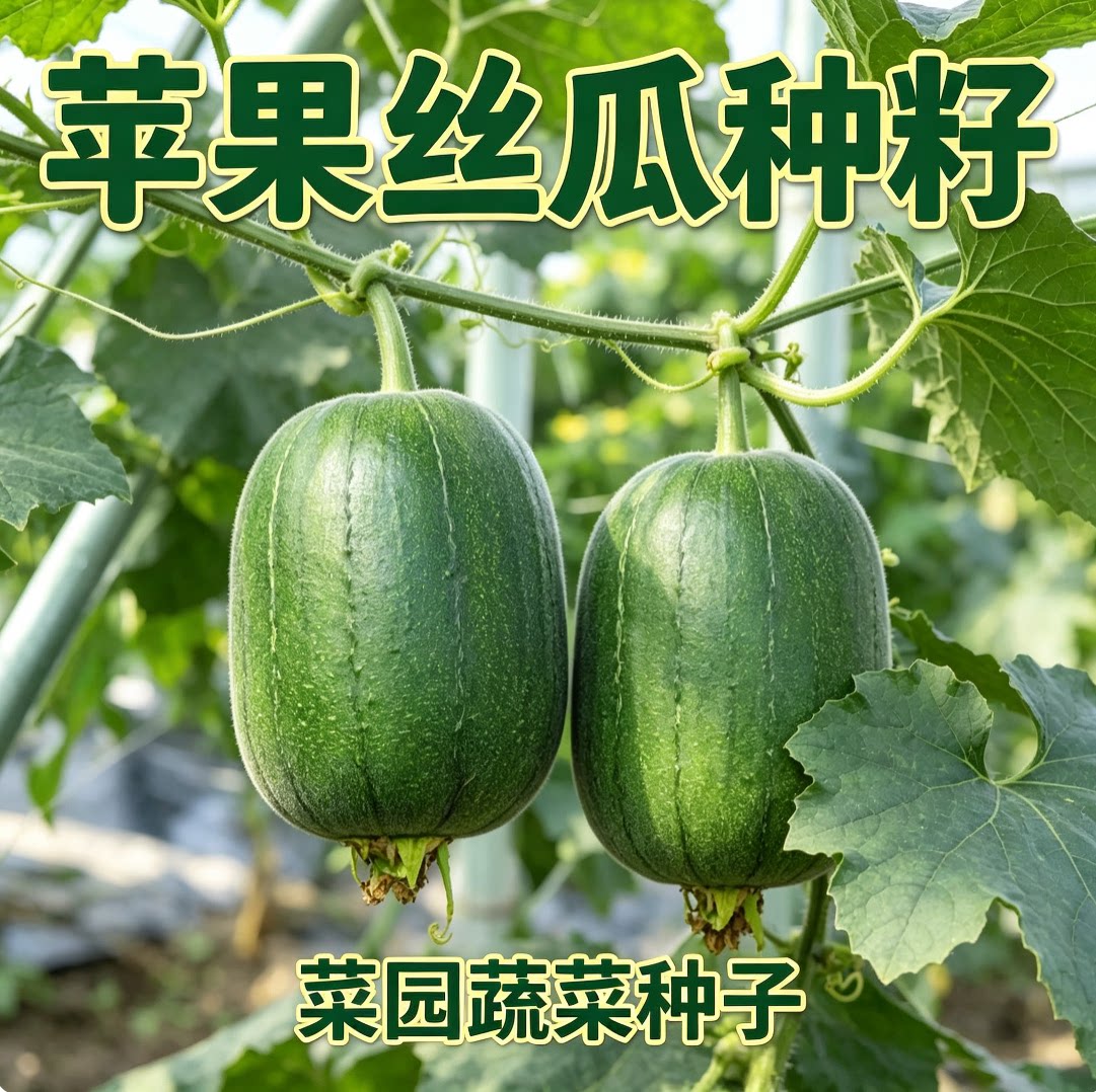 苹果丝瓜种籽特长八棱角大肉白香丝瓜种子阳台庭院四季蔬菜种秧苗