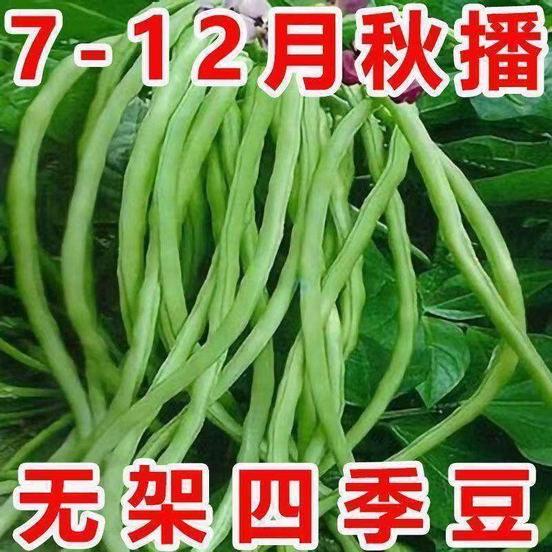 无架四季豆无筋地豆种子四季豆种子矮生不搭架阳台可盆栽蔬菜种子,鲜花速递/花卉仿真/绿植园艺,家庭园艺种子,淘宝优惠券,粉丝福利购,淘宝优惠卷