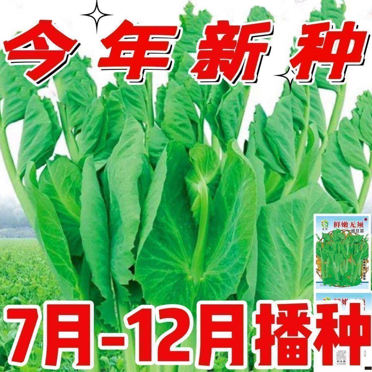 无须豌豆苗种子尖阳台盆