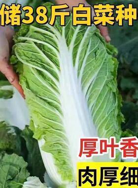 38斤越冬大白菜山东大白菜冬储大白菜抗病高产多叶白菜新鲜蔬菜