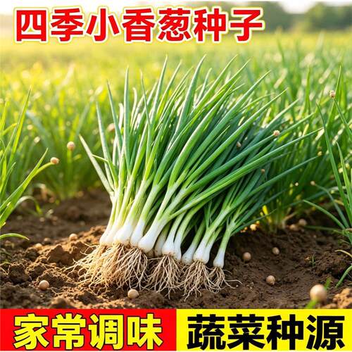 香葱种籽四季速生小子盆