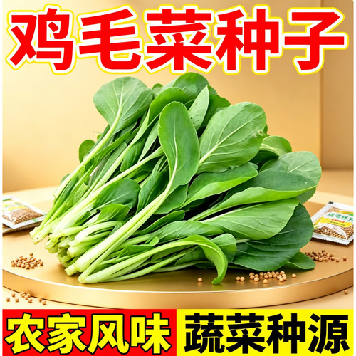 鸡毛菜菜籽四季种子生长