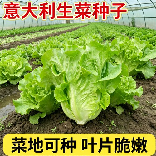甜脆意大利生菜种子生吃生菜籽农家蔬菜种子大全
