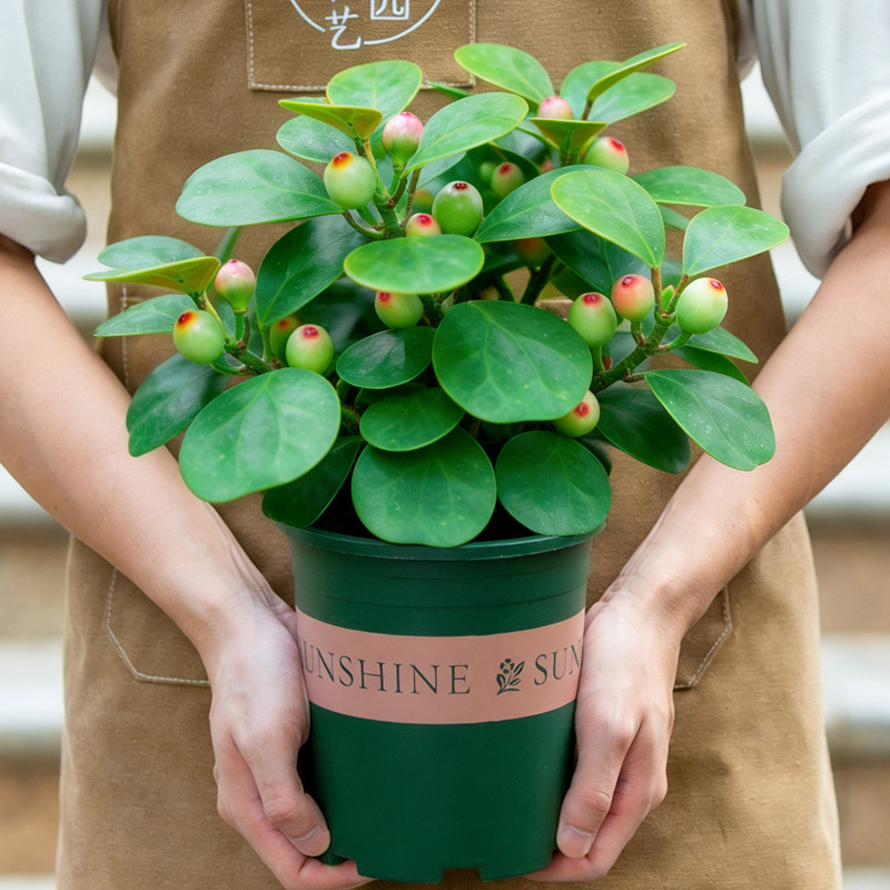 菩提树盆栽带果大棵大号老桩苗室内阳台室外庭院观果绿植花卉植物