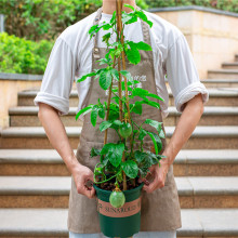 黄金百香果苗当年结果庭院阳台四季爬藤植物果树老桩苗鸡蛋果盆栽