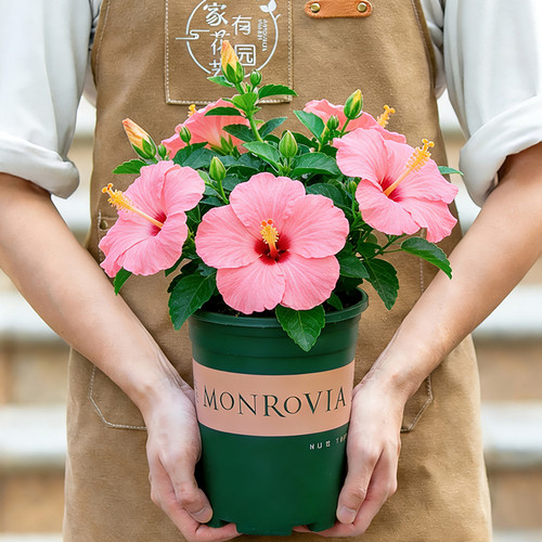 阳台开花植物绿植花卉花苗