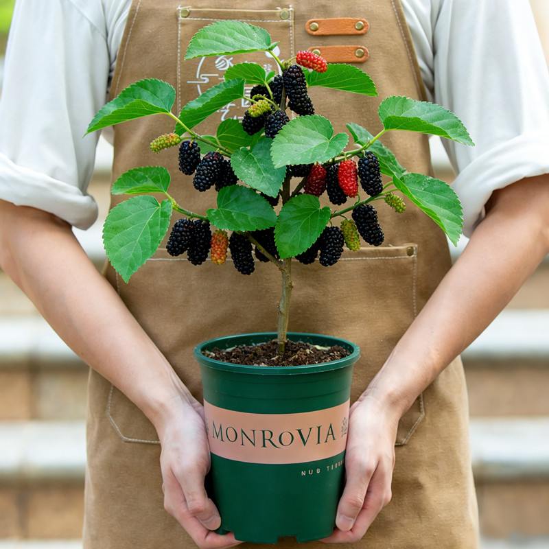 桑葚树叶苗盆栽带果室内阳台室外庭院结果可食用老桩果苗新鲜喂蚕