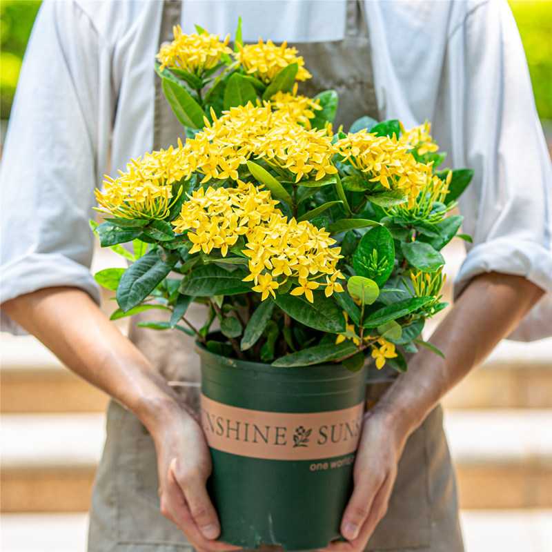 黄色龙船花盆栽带花苞室内