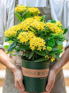 黄色龙船花盆栽带花苞室内阳台室外开花植物四季花卉绿植老桩花苗