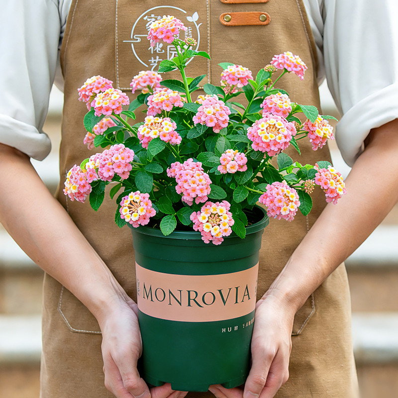 粉色五色梅盆栽室内阳台室外开花好养植物四季花卉带花苞绿植花苗