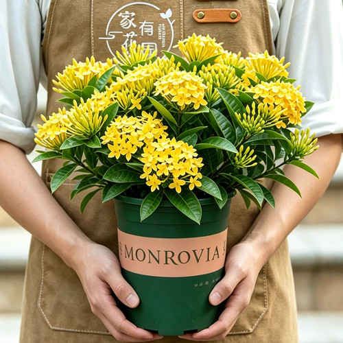 黄色龙船花盆栽带花苞室内