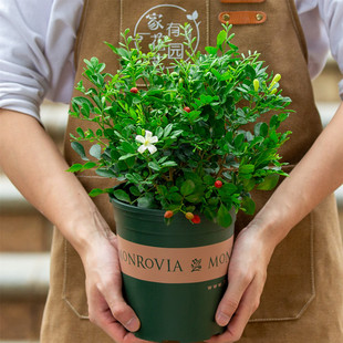 九里香盆栽室内阳台室外庭院浓香型好养开花植物七里香花树苗花卉