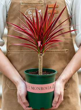 千年木盆栽室外庭院花卉室内阳台红叶植物七彩铁变色木绿植铁树苗