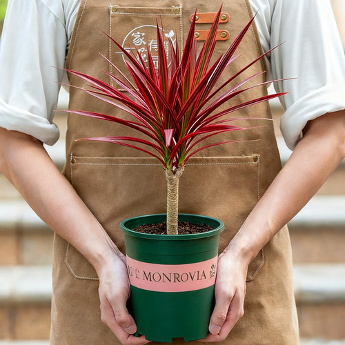千年木盆栽室外庭院花卉绿植