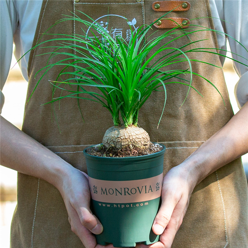 酒瓶兰阳台净化空气趣味新奇盆景