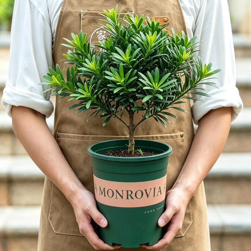 罗汉松盆栽树苗庭院阳台好养易活植物花卉净化空气观叶绿植小盆景