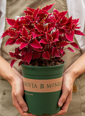 彩叶草盆栽盆景红色叶子五彩苏四季花卉室内阳台室外开花绿植植物