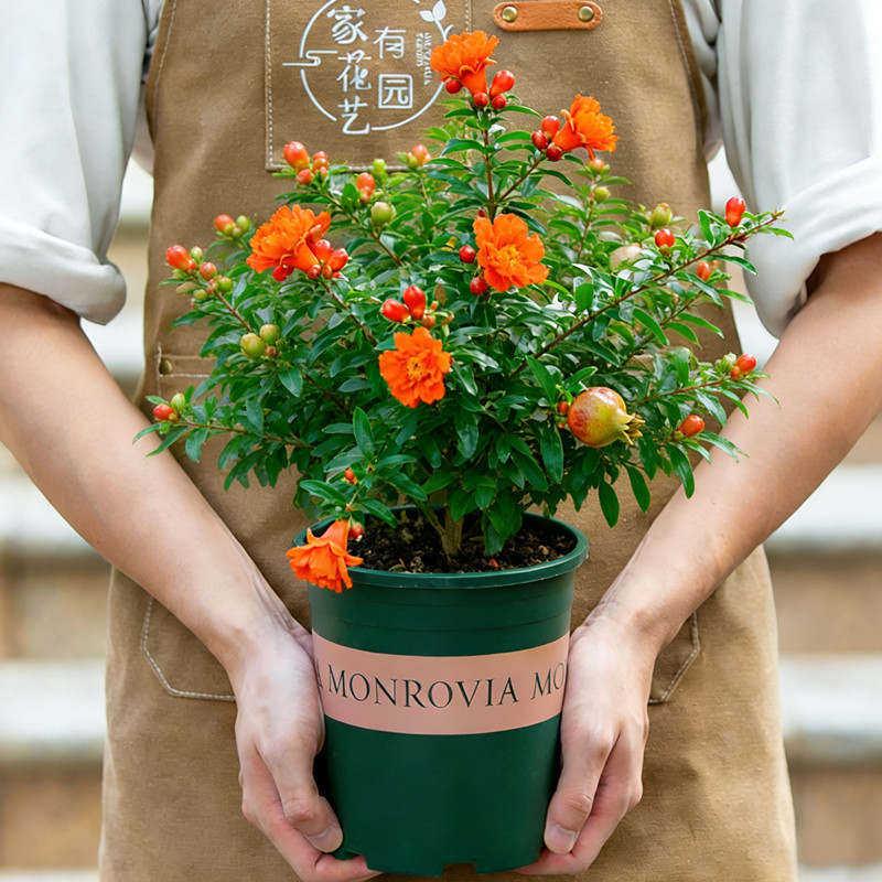 石榴树树苗盆栽带果室内阳台室外庭院开花果树带花苞绿植四季花卉