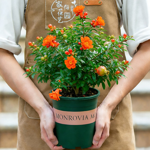 石榴树盆栽带花苞带果