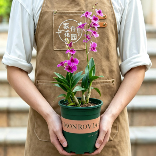石斛兰盆栽带花苞阳台植物