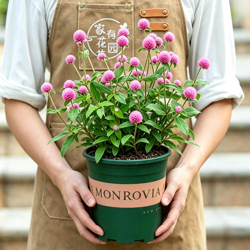 粉色千日红盆栽带花苞花苗