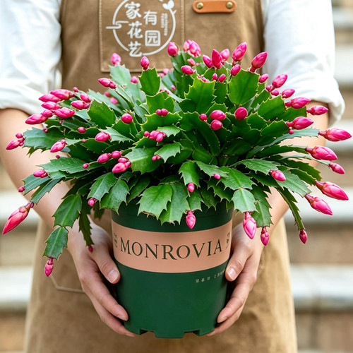 蟹爪兰盆栽带花苞办公室客厅室内阳台开花植物绿植四季花卉蟹爪莲 - 封面