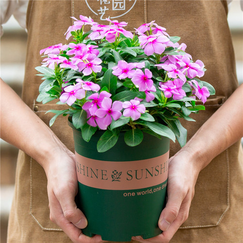 阳台盆栽开花老桩苗长春花带花苞