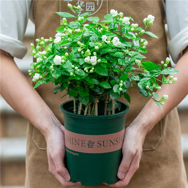 茉莉花盆栽室内阳台室外开花
