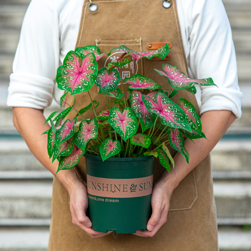 彩叶芋盆栽室内观叶植物净化空气