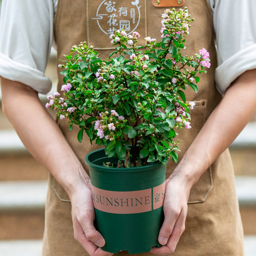 紫薇室内阳台室外庭院好养植物