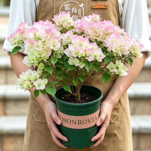 绿樱三角梅盆栽带花苞老桩花苗