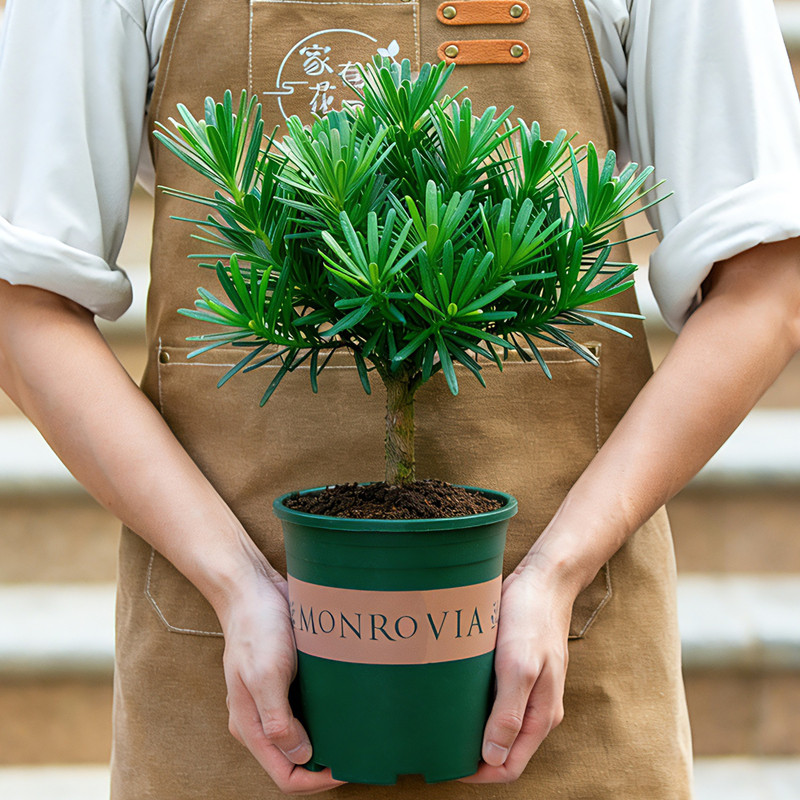 罗汉松盆栽树苗庭院阳台好养易活植物花卉净化空气观叶绿植小盆景