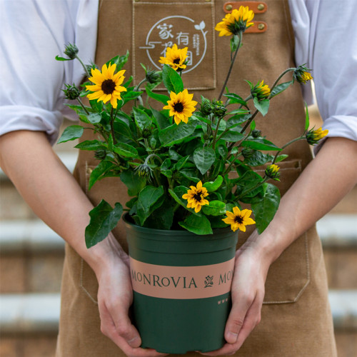 光辉岁月向日葵盆栽开花绿植带花