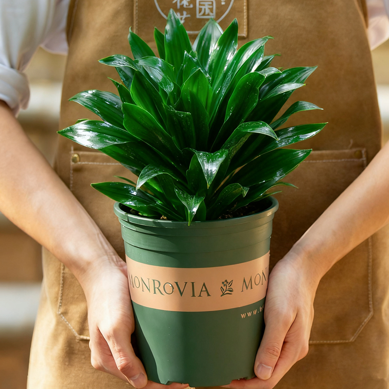 朱焦盆栽室内阳台客厅办公室