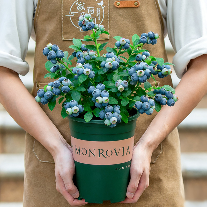 蓝莓果树苗盆栽带果当年结果室内阳台室外耐晒植物南北方种植水果