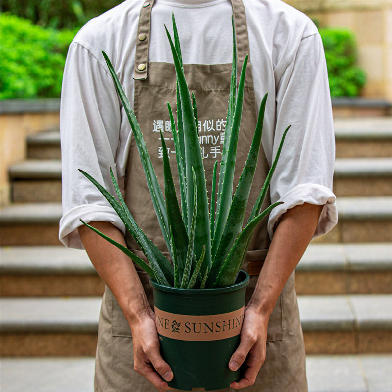 芦荟盆栽美容院专用室内阳台室外