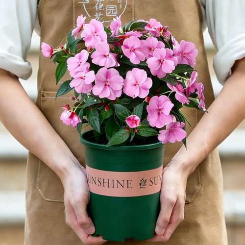 凤仙花盆栽带花苞指甲花苗
