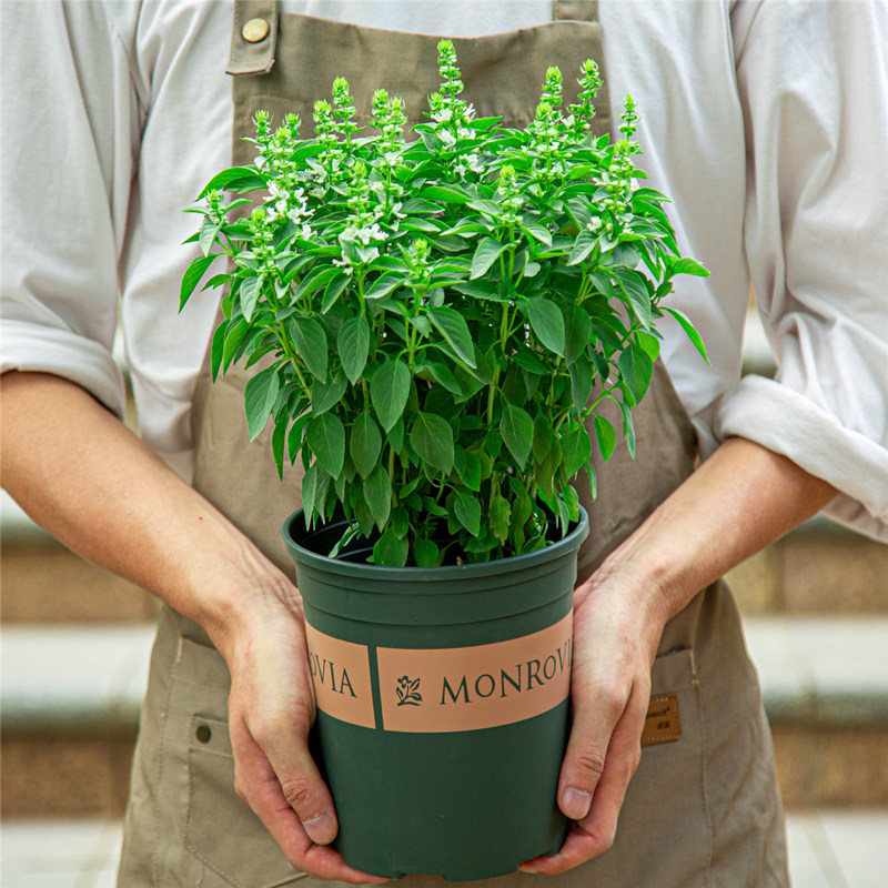 九层塔盆栽室内阳台金不换可食用新鲜香草香料植物薄荷罗勒叶绿植 鲜花速递/花卉仿真/绿植园艺 绿植 原图主图